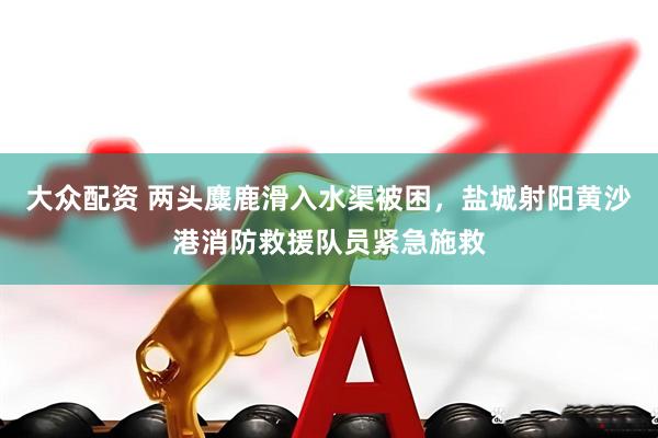 大众配资 两头麋鹿滑入水渠被困，盐城射阳黄沙港消防救援队员紧急施救
